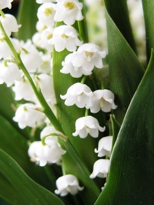 carte Un brin de muguet porte-bonheur