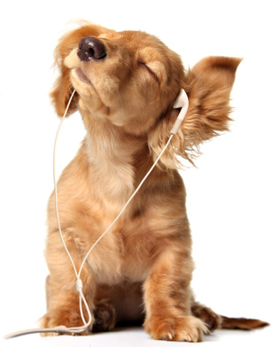 carte Petit chien avec ses écouteurs