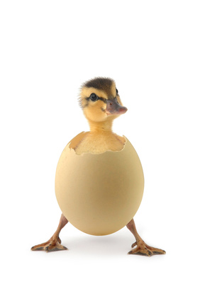 carte Petit poussin dans sa coquille