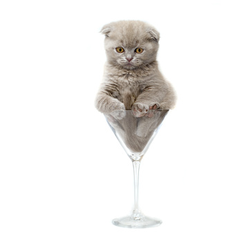 carte Un chaton dans une coupe à champagne. 
