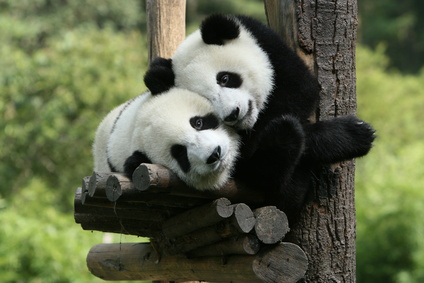 carte Deux pandas se faisant un câlin 