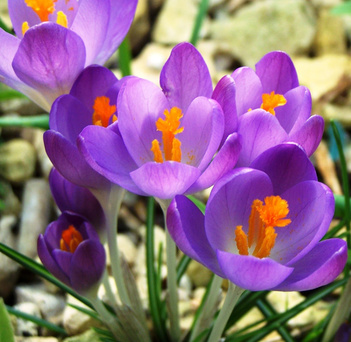 carte Fleurs violettes et oranges