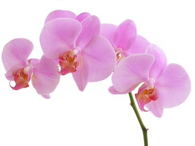 carte Une orchidÃ©e rose