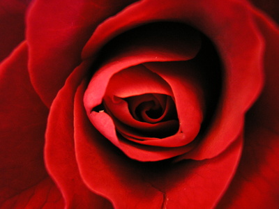 carte Une rose rouge