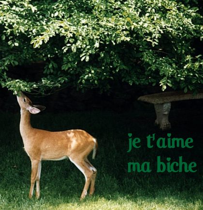 carte aimer (aimer03.jpg)