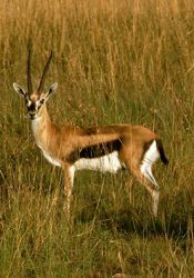 carte animau (animaux1.jpg)
