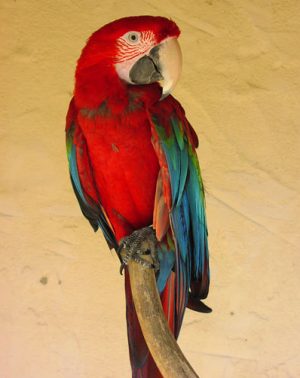 carte animau (animaux2.jpg)
