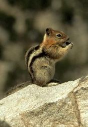 carte animau (animaux5.jpg)