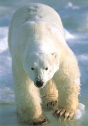 carte animau (animaux6.jpg)