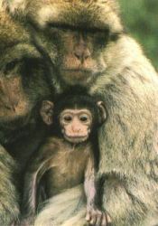 carte animau (animaux7.jpg)