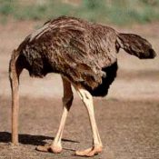 carte animau (animaux9.jpg)