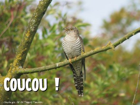 carte coucou (coucou01.jpg)