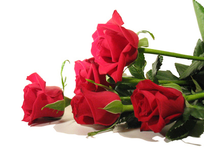carte Roses rouges