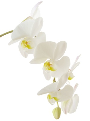 carte Une branche d'orchidÃ©e 