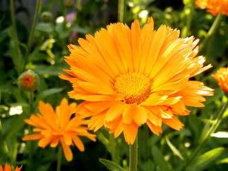 carte fleurs (fleurs01.jpg)