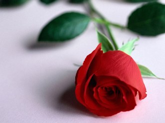 carte fleurs (fleurs03.jpg)
