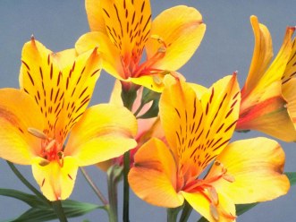 carte fleurs (fleurs04.jpg)
