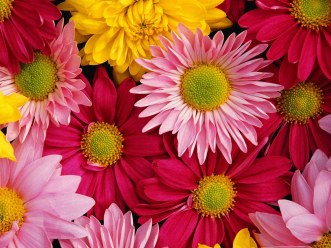 carte fleurs (fleurs08.jpg)