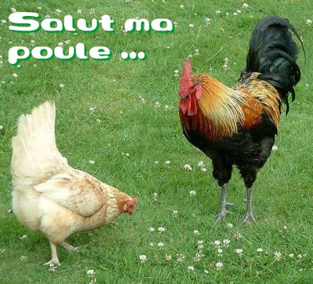 carte salut (salut05.jpg)